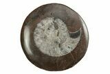2 1/2"+ Polished, Fossil Goniatite Buttons - Photo 3